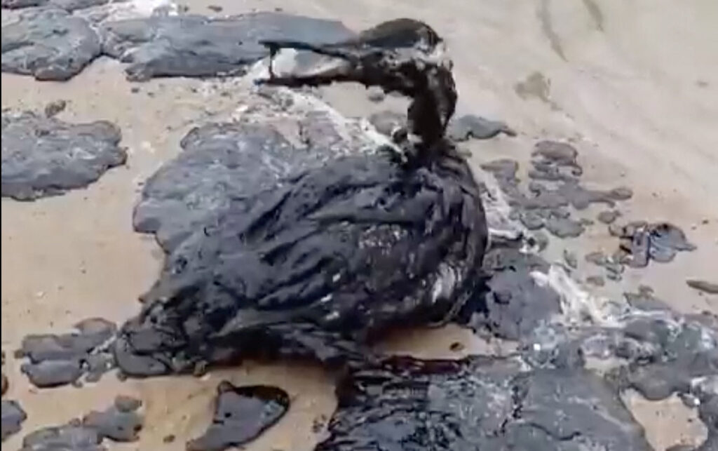 Побережье Анапы залило мазутом. Из&nbsp;потерпевших крушение танкеров в&nbsp;море вытекло около 3,7 тыс. т нефтепродуктов